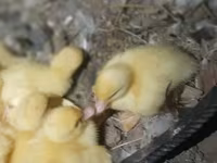 Ducks — फ़ोटो 5