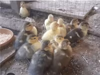Ducks — 2-сурет