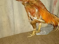 Chickens — الصورة 3