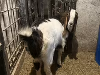 Keçi, Kamori goats — foto 5
