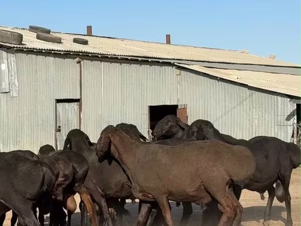 Баран, Hissar sheep