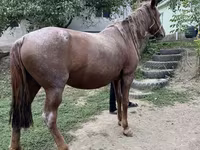 فرس, Kazakh horse — الصورة 4
