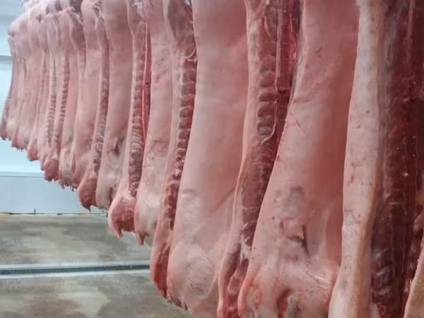 Sow, Pigs — Russia