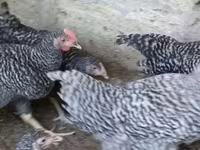 Chickens — foto 2