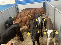 ІҚМ (топ, жынысы көрсетілмеген), Russian Black pied cattle — 6-сурет