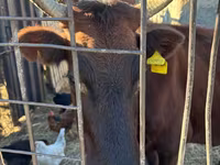 Vaca, Ganado vacuno — foto 3