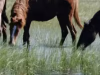 Stute, Horse breed — Foto 2