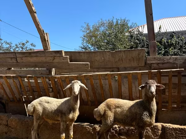 Carnero, Ovejas