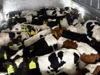 ІҚМ (топ, жынысы көрсетілмеген), Russian Black pied cattle — 2-сурет