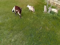 Коза, Saanen goat — фото 4