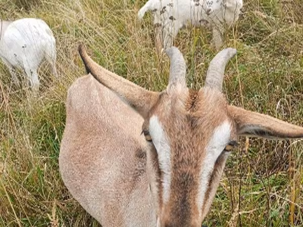 عنزة, الماعز