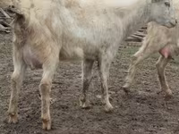 Ziege, Saanen goat — Foto 7