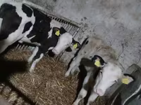 Vaca, Russian Black pied cattle — foto 2