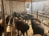 Oveja, Ovejas — foto 8