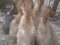 Ducks — الصورة 2