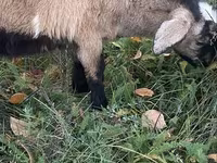 Коза, Nubian Goat — фото 4