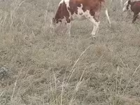 Kuh, Simmental cattle — Foto 2