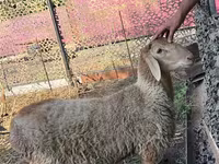 Ram, Hissar sheep — photo 2