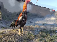 Chickens — الصورة 2