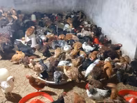 Chickens — फ़ोटो 2
