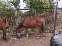 Yegua, Caballos — foto 1
