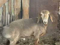 Widder, Edilbay sheep — Foto 1