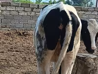 بقرة, Simmental cattle — الصورة 3