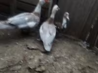 Ducks — Foto 4