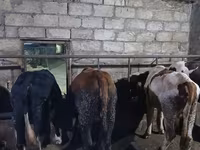 Bulle, Russian Black pied cattle — Foto 5