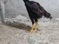 Chickens — फ़ोटो 6