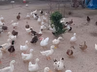 Ducks — الصورة 2