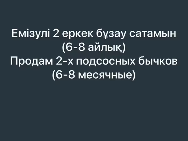 Бик, Велика рогата худоба
