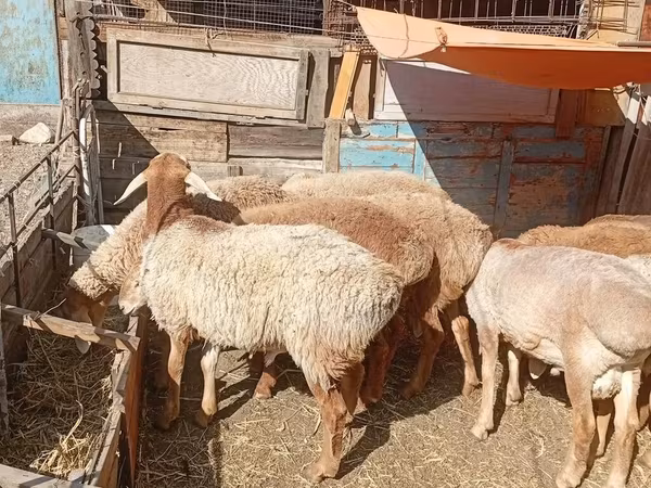 كبش, Rhon sheep