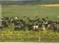 Vaca, Raza Holstein — foto 3