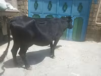Sigir, Qoramol — 3-rasm