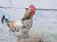 Chickens — Foto 3