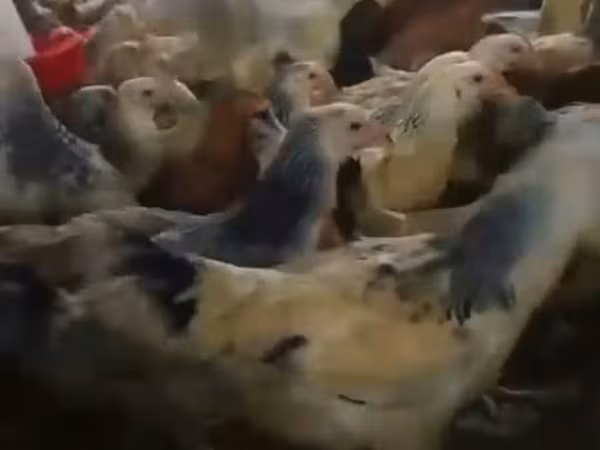 Chickens
