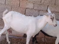 Коза, Saanen goat — фото 2