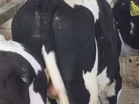Бұқа, Russian Black pied cattle — 2-сурет