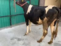 Kuh, Holstein-Rasse — Foto 6