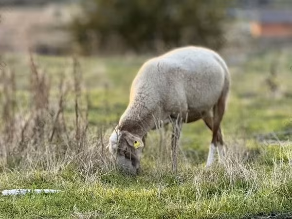 Schaf, Katum sheep