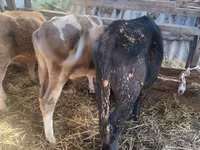 بقرة, Simmental cattle — الصورة 5