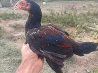 Chickens — photo 3
