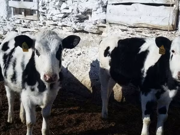 بقرة, Russian Black pied cattle