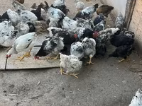 خيول (دفعة، الجنس غير محدد), الخيول — الصورة 2