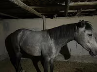 Кобила, Thoroughbred horse — фото 3