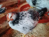 Chickens — Foto 2