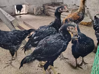 Chickens — Foto 1
