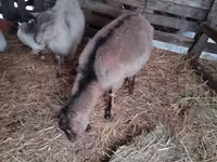 बकरी, Nubian Goat — फ़ोटो 4