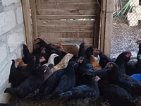 Chickens — 2-rasm